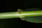 Reed canarygrass